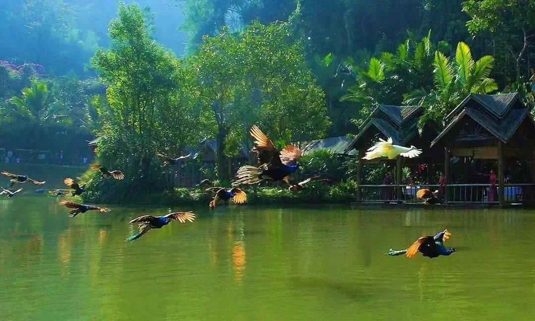 探索无限可能,尽在鸽子可以和天麻一起炖吗问答交流平台